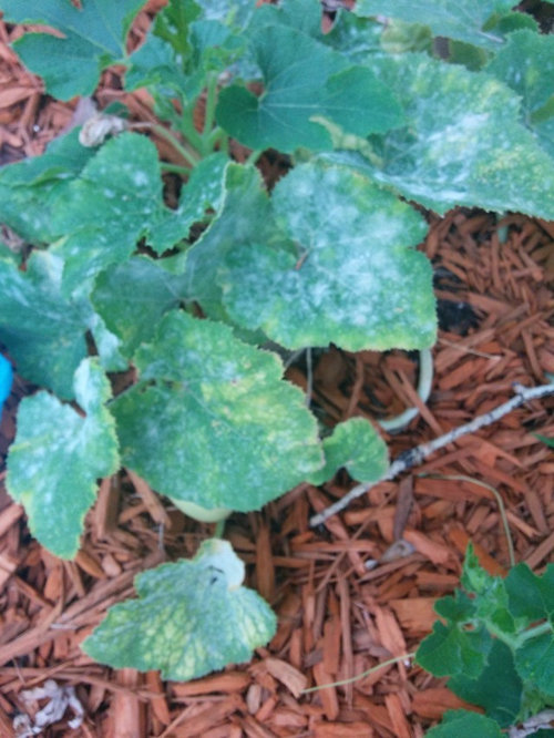 White fuzzy stuff on Squash leaves