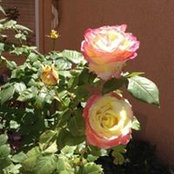 Susan Augustyn's photo