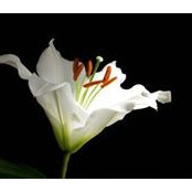 Ruba AL's photo