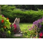 Foto von mycats2