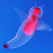 Foto von Zhipeng Hou