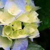 Diane Hagner's photo