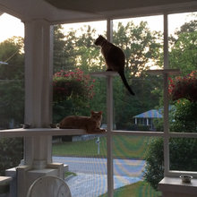 cat shelving