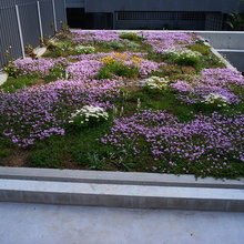 windowbox