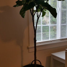 My Fiddle Leaf Fig: