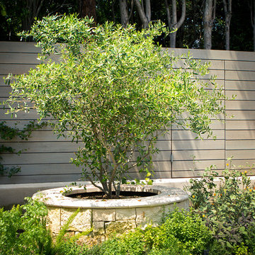 Olive tree in raised planter with stone cladding