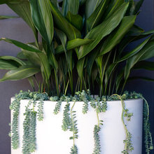 potted plants