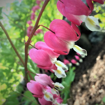 FINE GARDENING & HORTICULTURAL CARE
