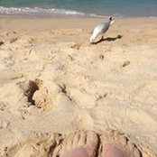 Ros Affleck's photo