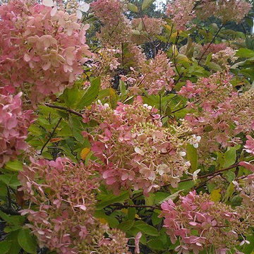 In Bloom