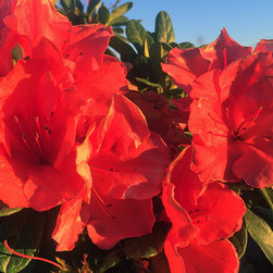 Current Featured Plants - Products