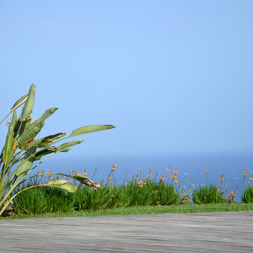 Jardin - Strelitzia, Bulbines