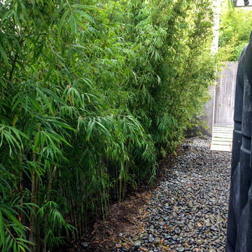 Bamboo and Olive Tree Installation