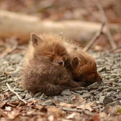 Roxana Florea's photo