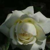 Lori McClains billede