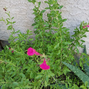 Flower Pots and Garden