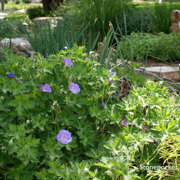 Shade to Sun - A Journey of a Perennial Garden