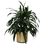 Scape Supply - Live 3' Janet Craig Bush Package, Gold - The "Janet Craig" is a very versatile plant coming in a variety of sizes and shapes.  This live Dracaena Fragrans variety is a wonderful bushy option with long, bright, shiney leaves that works well to frame a sofa or fireplace mantel.  The Janet Craig is very resilient to lighting and watering schedules and is a go to plant for most commercial interior landscape projects.