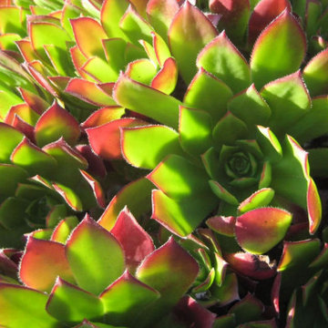 Xeriscape Drought Resistant Landscaping