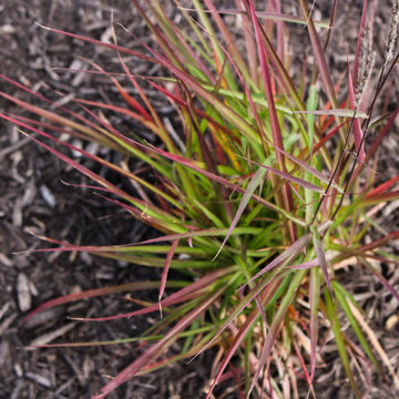 Up Close of Landscaping Flower