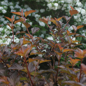 Coppertina™ Ninebark
