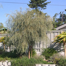 fence