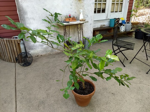 kaffir lime tree