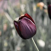Foto von Rashida Tayabali