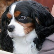Dylan DiPoochys foto