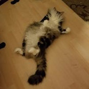 Nova CasaChristina's photo