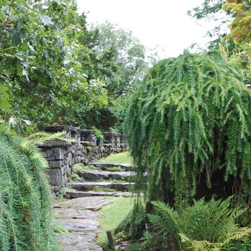 Weeping European larch