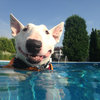 40 Dogs Who Are Having a Way Better Summer Than You