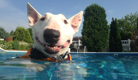 40 Dogs Who Are Having a Way Better Summer Than You