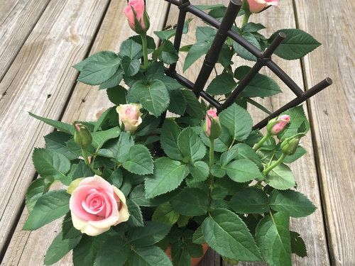 Identifying Gift Rose