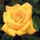manoj_krishnan