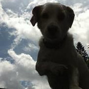Giuseppe Pepe's photo