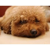 Flore Huang's photo