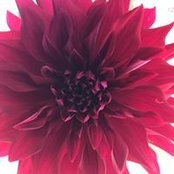 Cheryl Dinkin's photo
