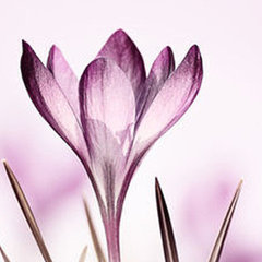 Crocus Felt