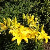 Faten Katbeh's photo