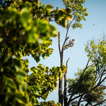Flathead Tree Services