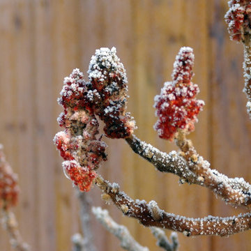 Hoarfrost on Sumac