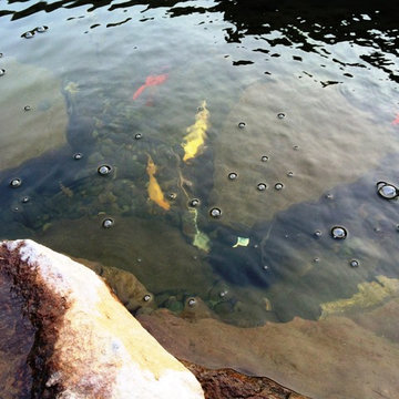 Small Koi Pond in Limited Space