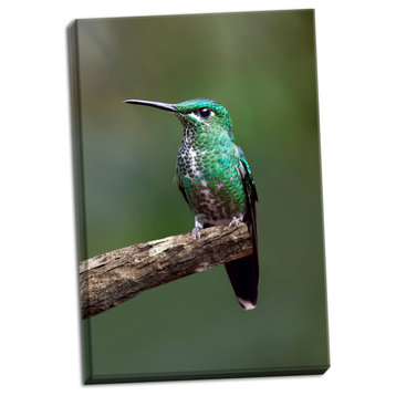 Fine Art Photograph, Hummingbird IV, Hand-Stretched Canvas