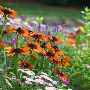 The Wildflower Vibrance Garden