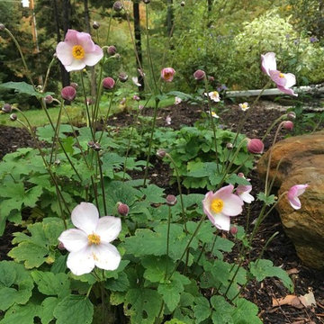 Pink Saucer Anemone in bloom - Fall 2018