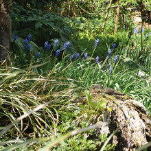 Kleiner Verwunschener Garten Rustic Garden Other By Martin