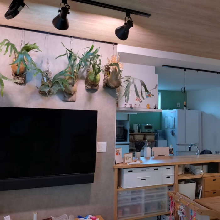 リビング壁観葉植物