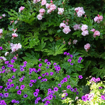 Roses and geraniums