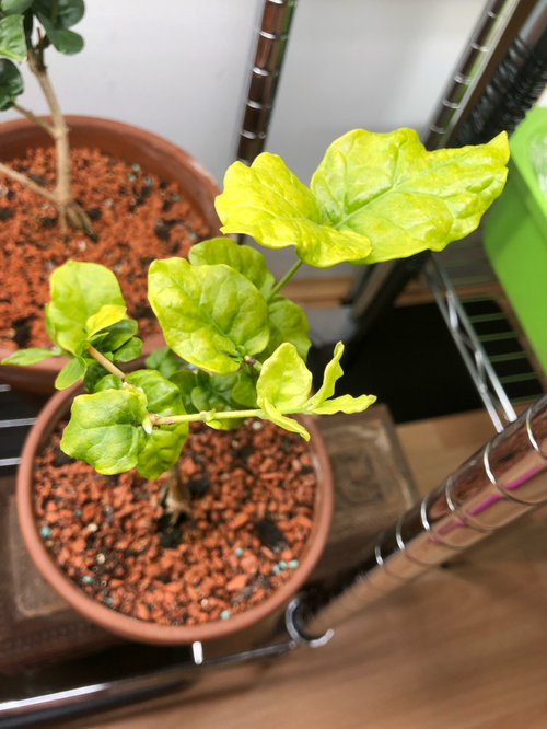 how to get rid of algea that grows on plant root and soil surface?